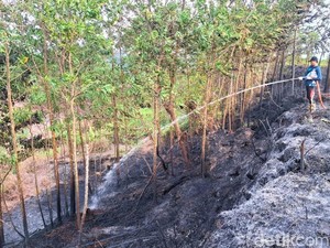 Puntung Rokok Picu Kebakaran Lahan Belakang Kantor Penghubung Kaltara