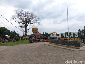 4 Hal Terbaru Tentang Nasib Randu Raksasa di Tuksongo Borobudur