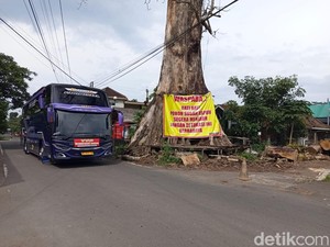 Pohon Randu Alas Raksasa 250 Tahun di Borobudur Bakal Ditebang Besok