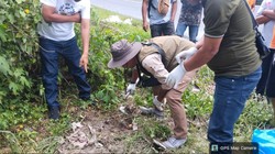 Kronologi Macan Akar Terlindas Kendaraan di Simalungun, Sempat Dikira Harimau