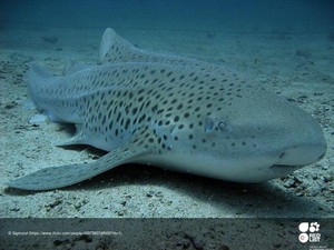 Thailand Relakan Hiu Macan Tutul Langka Dilepas ke Laut