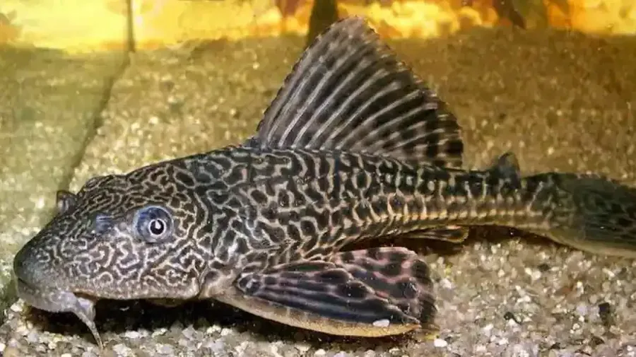 Ikan sapu sapu. (Istimewa)