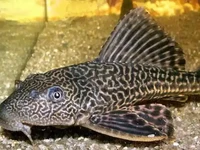 Abon Ikan Sapu-sapu Ciliwung Kandungan Proteinnya di Atas SNI