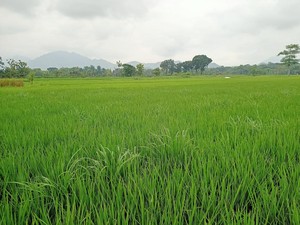 Bulog Ponorogo Genjot Serapan Gabah-Jagung Sejak Awal 2026