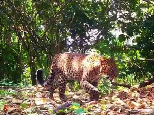 2 Pemburu yang Bikin Macan Tutul Karawang Pincang Ketahuan, Segera Diusut