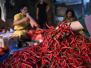 Mentan Siapkan Aturan buat Stabilkan Harga Cabai
