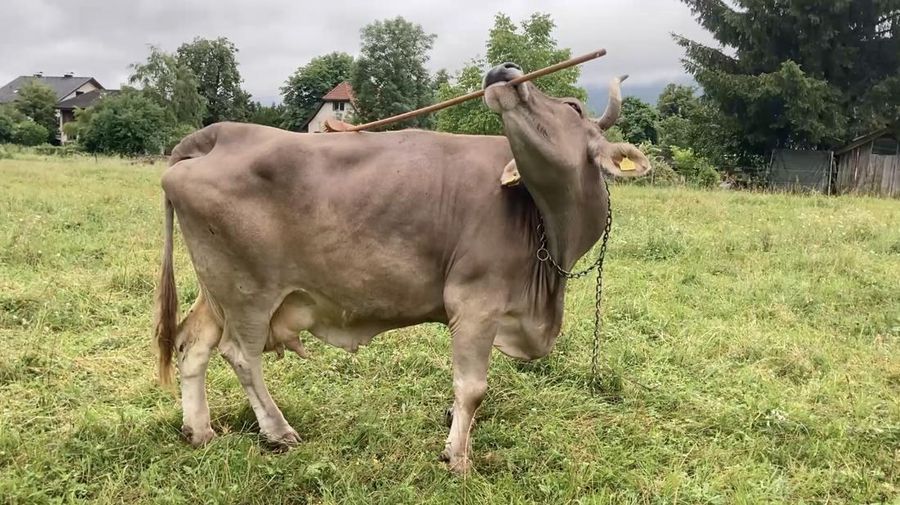 Seekor sapi bernama Veronica menggunakan sikat untuk menggaruk punggungnya. (Tangkapan Layar Video Current Biology)