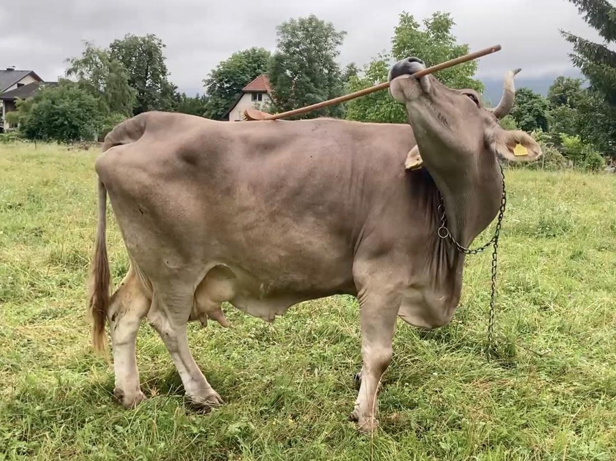 Sapi Veronika Tunjukkan Kecerdasan Luar Biasa dengan Penggunaan Alat Adaptif