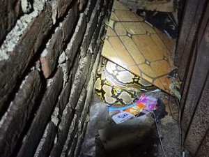Ular Piton 5 Meter Berkeliaran di Rumah Warga Lae-lae Makassar Ditangkap