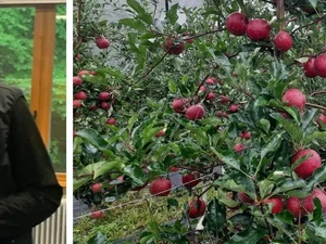 Veteran Perang Nekat Jadi Petani Apel, Kini Sukses Bisa Panen 11 Ton