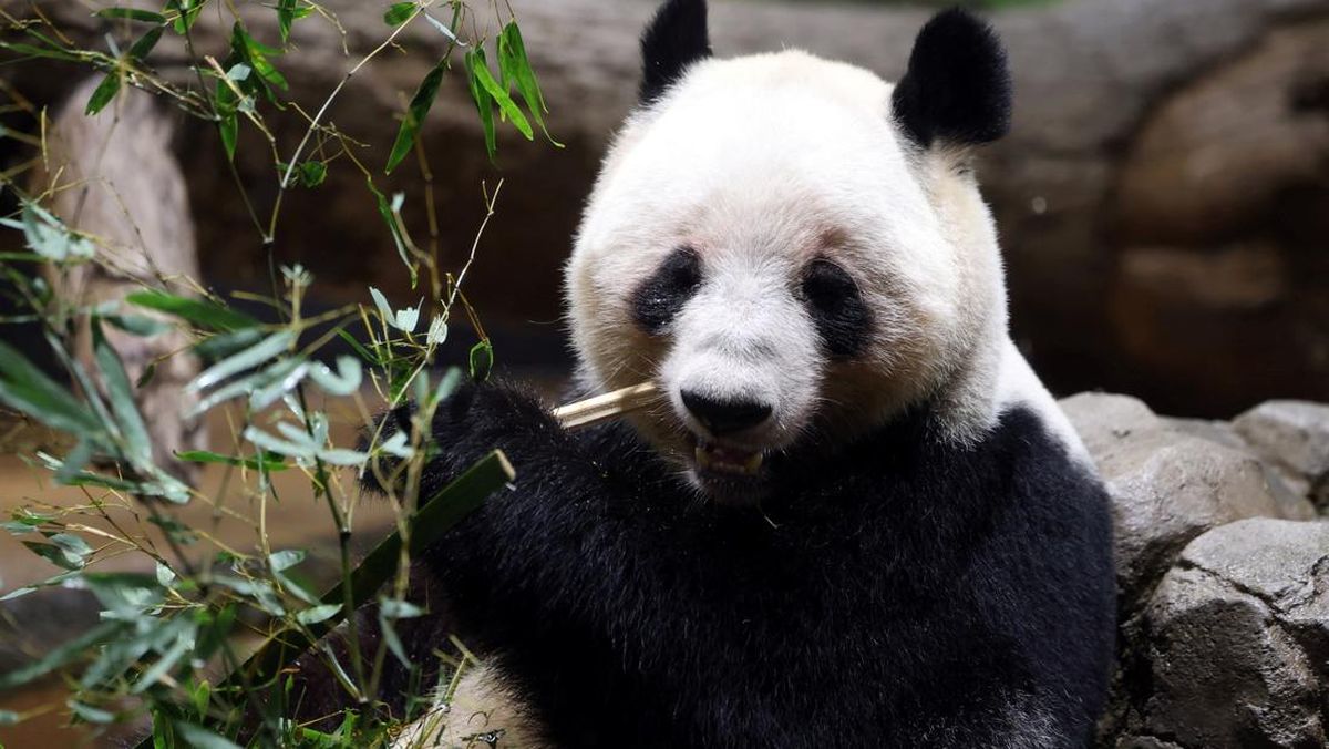 Usai Lawatan Xi Jinping, China Kirim 2 Panda 'Ping Ping-Fu Shuang' ke AS — NadiKabar.com