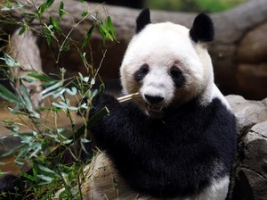 Usai Lawatan Xi Jinping, China Kirim 2 Panda Ping Ping-Fu Shuang ke AS