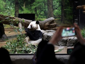 Panda Dipulangkan ke China, Pengunjung Kebun Binatang Tokyo Anjlok 19%