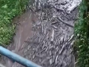 Walhi Soroti Banjir Bawa Gelondongan Kayu di Pemalang: Indikasi Deforestasi