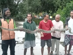 Dikira Helm Jatuh, Ternyata Sanca 3 Meter Lagi Lilit Bebek di Baran Klaten