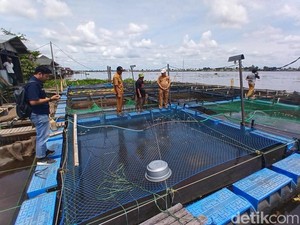 77.240 Ton Ikan Tambak Siap Panen di Batola Mati Mendadak, Kerugian Rp 2,7 M