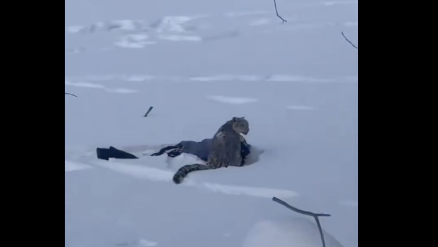 Seekor macan tutul salju menyerang seorang pemain ski di China Utara. (X/@NatureChapter)