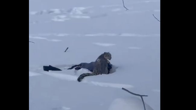 Turis China Nekat Selfie Bareng Macan Tutul, Videonya Tragis