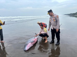 Kasihan, Paus Sperma Langka Terdampar di Pantai Jembrana