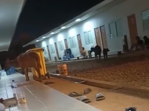 4 Anoa Muncul di Kawasan Pertambangan Konawe gegara Habitat Terganggu