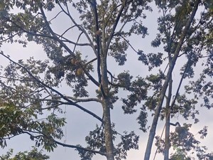 Serunya Berburu Durian yang Lagi Musim di Salatiga