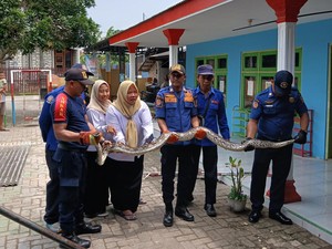 Ngeri, Plafon Gedung TK di Bangkalan Jadi Sarang Ular Piton