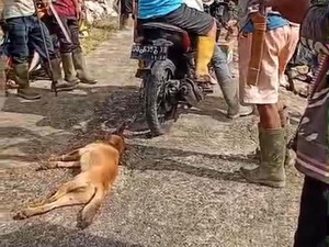 4 Orang di Enrekang Digigit Anjing Liar, 1 Siswa SD Luka di Kepala