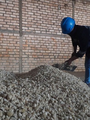 Pekerja UMKM mitra binaan SIG memilah hasil penggilingan limbah bonggol jagung yang akan digunakan sebagai bahan bakar alternatif dalam proses produksi semen di SIG Pabrik Tuban, Jawa Timur.