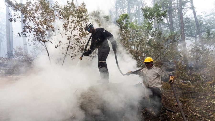 Puluhan ribu hektare kawasan hutan di wilayah Patagonia, Argentina, hangus dilahap api, pada Selasa, (27/1/2026). (REUTERS/Matias Garay)