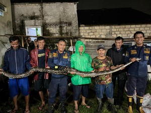 Hii!! Sanca 2 Tahun Bersarang di Tembok Rumah di Bogor-Panjang Tembus 5 Meter