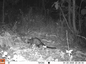 3 Satwa Terekam Camera Trap di Lokasi Jejak Diduga Macan Semanu Gunungkidul