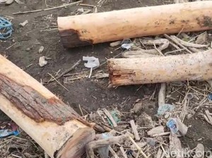 Perhutani soal Gelondongan Kayu di Pantai Tegal: Tak Ada Bekas Tebangan