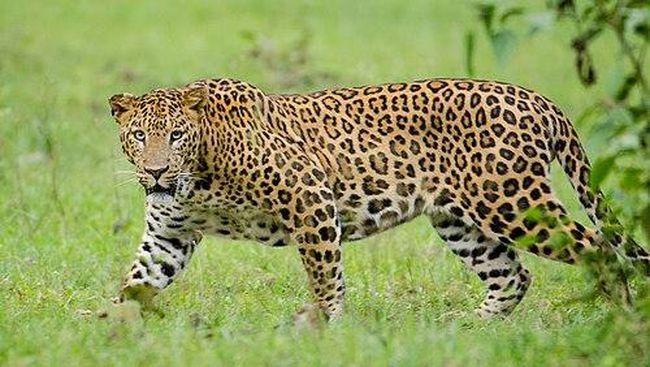 3 Hari Pencarian Macan Tutul Pincang di Sanggabuana, Begini Hasilnya