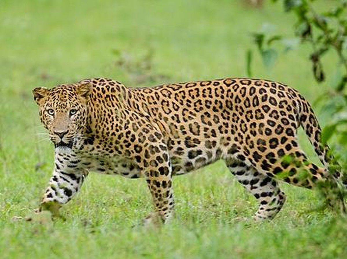 Upaya Evakuasi Macan Tutul Terluka di Gunung Sanggabuana Terus Dilakukan