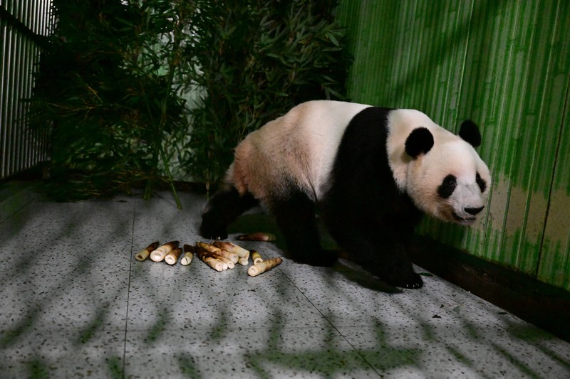 Panda raksasa Lei Lei di dalam kandang setelah tiba dari Jepang di Pangkalan Panda Bifengxia di Yaan, provinsi Sichuan, Tiongkok, Rabu (28/1/2026). (China Daily via REUTERS)