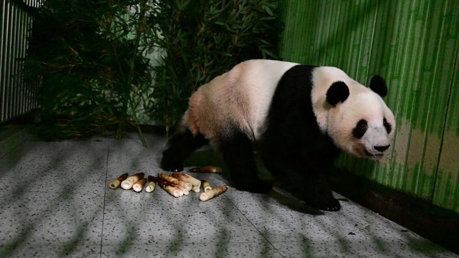 Panda raksasa Lei Lei di dalam kandang setelah tiba dari Jepang di Pangkalan Panda Bifengxia di Yaan, provinsi Sichuan, Tiongkok, Rabu (28/1/2026). (China Daily via REUTERS)