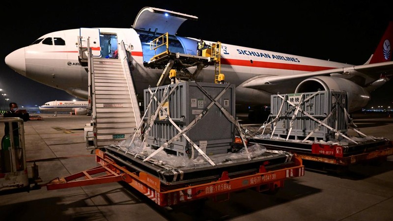 Panda raksasa Lei Lei di dalam kandang setelah tiba dari Jepang di Pangkalan Panda Bifengxia di Yaan, provinsi Sichuan, Tiongkok, Rabu (28/1/2026). (China Daily via REUTERS)