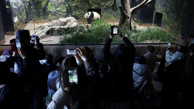 Panda raksasa Lei Lei di dalam kandang setelah tiba dari Jepang di Pangkalan Panda Bifengxia di Yaan, provinsi Sichuan, Tiongkok, Rabu (28/1/2026). (China Daily via REUTERS)