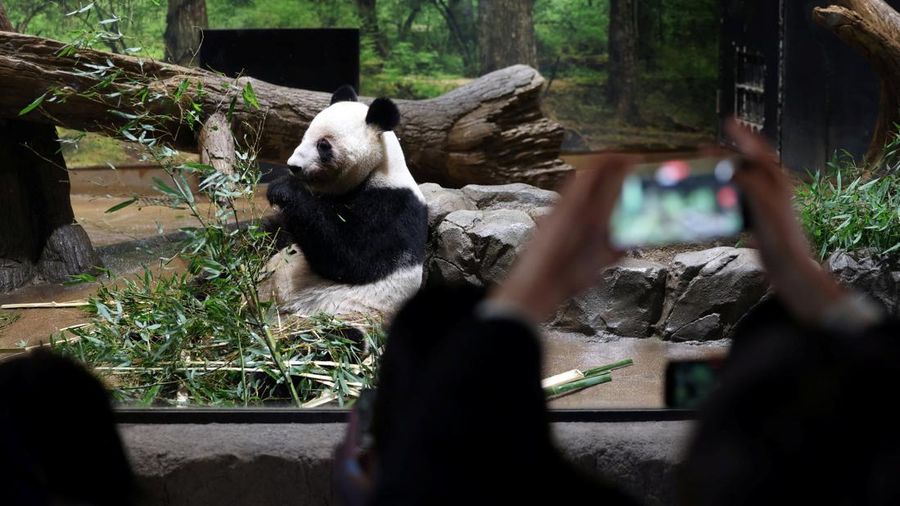 Panda raksasa Lei Lei di dalam kandang setelah tiba dari Jepang di Pangkalan Panda Bifengxia di Yaan, provinsi Sichuan, Tiongkok, Rabu (28/1/2026). (China Daily via REUTERS)