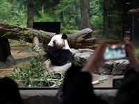 Momen Jepang Kembalikan Panda Kembar Xiao Xiao & Lei Lei ke China