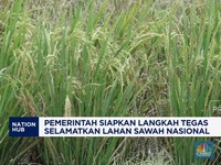 Video:Pemerintah Siapkan Langkah Tegas Selamatkan Lahan Sawah Nasional