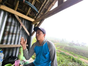Suka Duka Dadi Bertani di Lereng Ciremai: Hadapi Cuaca Tak Menentu