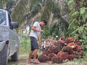 Pansus DPRD Usul Pajak Sawit Rp 1.700/Batang demi Tingkatkan PAD Riau