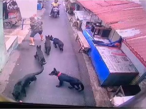 Kasus Anjing Serang Bocah di Gang Padat Bandung Berakhir Damai