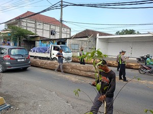 Kayu Gelondongan Besar Jatuh dari Truk ke Jalan Raya Driyorejo Gresik