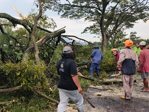 Angin Kencang Terjang Perbatasan Klaten-Sleman, Pohon Tumbang Tutup Jalan