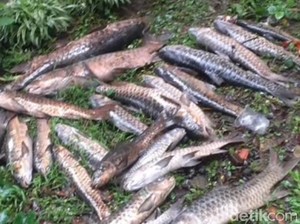Serangan Mematikan Bikin Ikan Dewa di Kuningan Berguguran