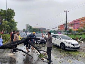 Pohon Tumbang Tutup Jalan Perintis Kemerdekaan Makassar Picu Macet