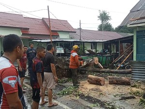 13 Titik Pohon Tumbang di Makassar Dalam Sehari, 2 Rumah-1 Warga Tertimpa