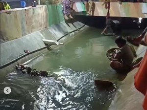 Fakta-fakta Heboh Warga Pamekasan Berburu Emas di Parit